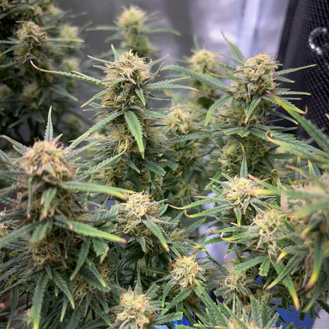 Chloe growlog timeline photo