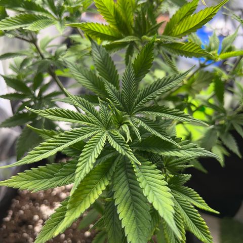 Myrtle growlog timeline photo