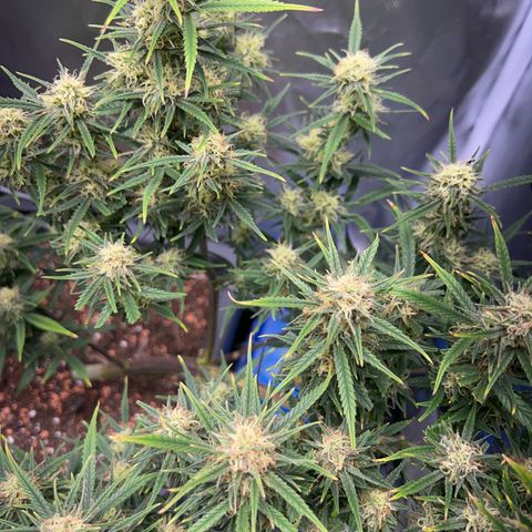 Chloe growlog timeline photo