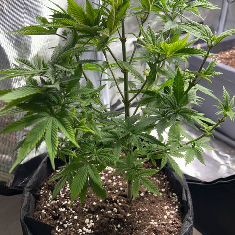 Myrtle growlog timeline photo