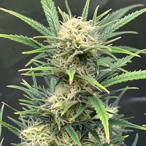 Chloe growlog timeline photo