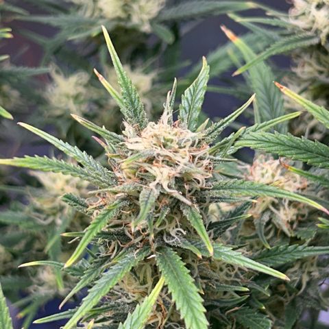 Chloe growlog timeline photo