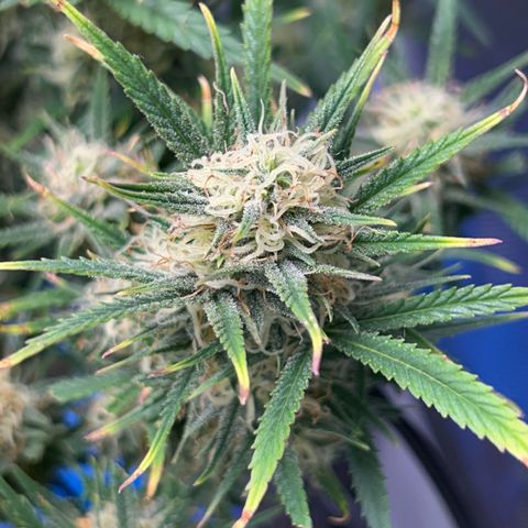 Chloe growlog timeline photo
