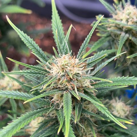 Chloe growlog timeline photo