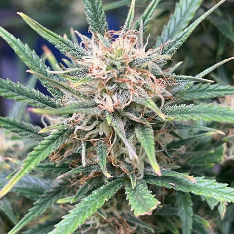 Chloe growlog timeline photo