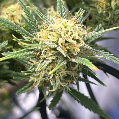Chloe growlog timeline photo