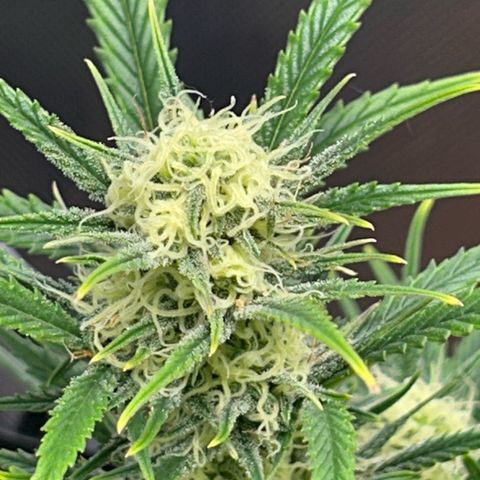 Chloe growlog timeline photo