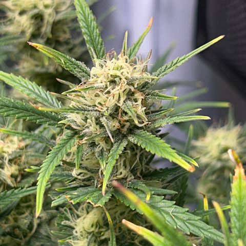 Chloe growlog timeline photo