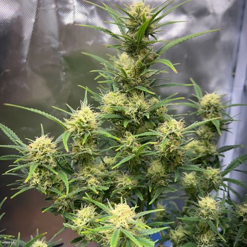 Chloe growlog timeline photo
