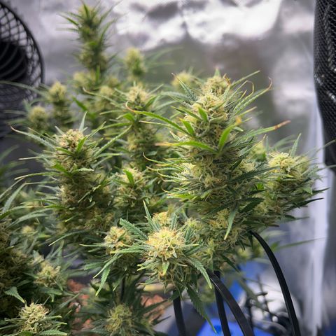 Chloe growlog timeline photo
