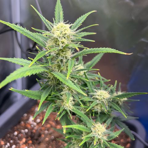 Chloe growlog timeline photo
