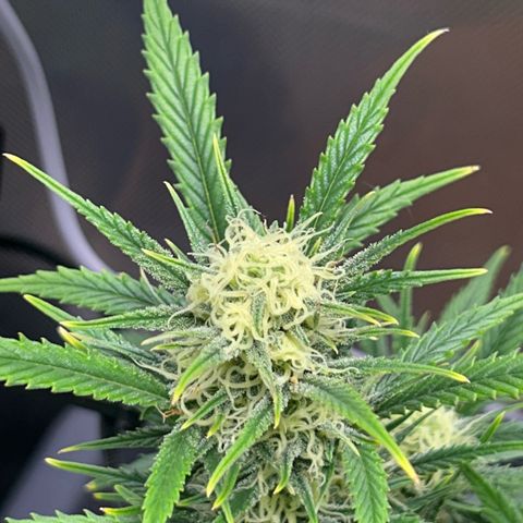 Chloe growlog timeline photo
