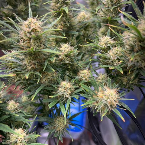 Chloe growlog timeline photo