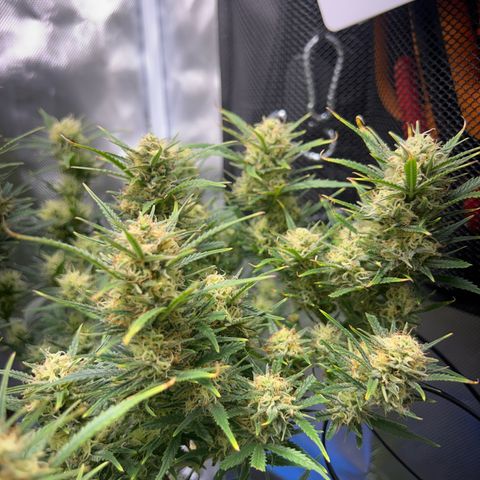 Chloe growlog timeline photo