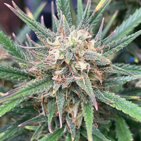 Chloe growlog timeline photo