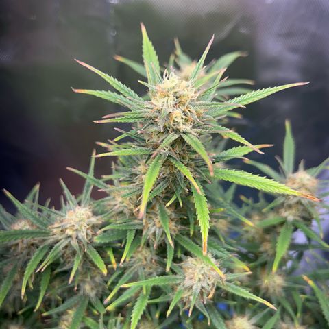 Chloe growlog timeline photo