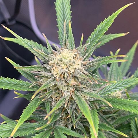 Chloe growlog timeline photo