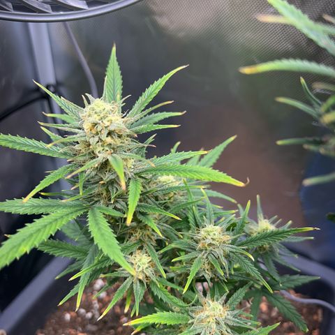 Chloe growlog timeline photo