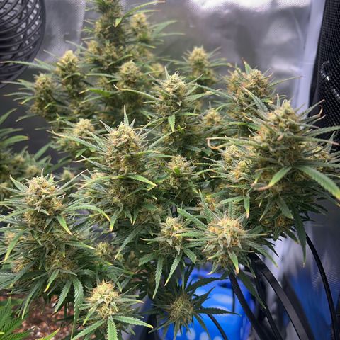Chloe growlog timeline photo