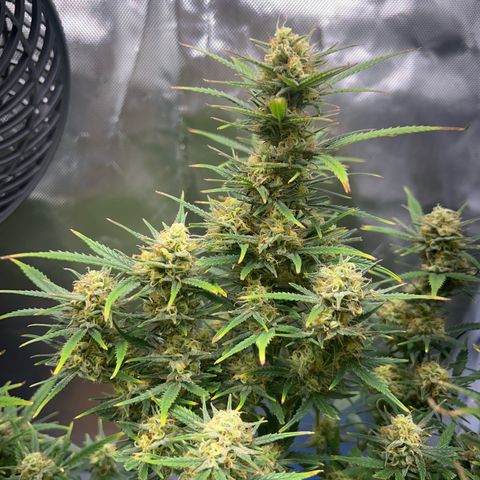 Chloe growlog timeline photo