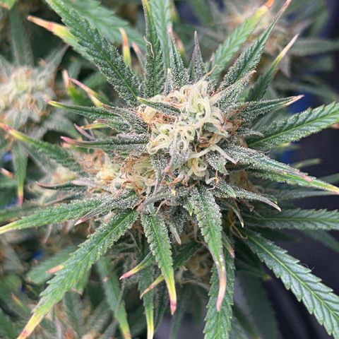 Chloe growlog timeline photo