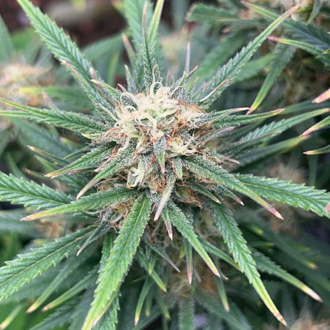 Chloe growlog timeline photo