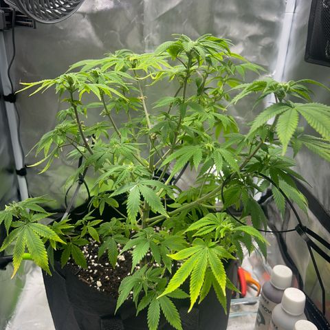 Myrtle growlog timeline photo