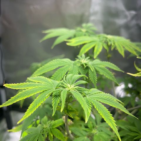 Myrtle growlog timeline photo