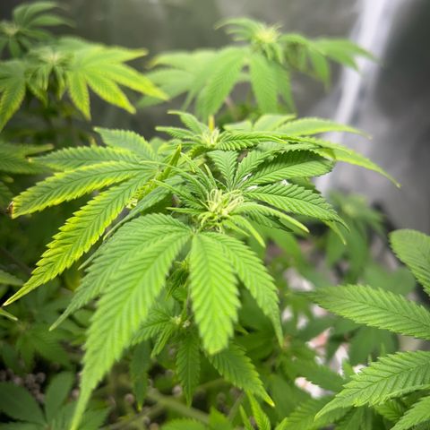 Myrtle growlog timeline photo