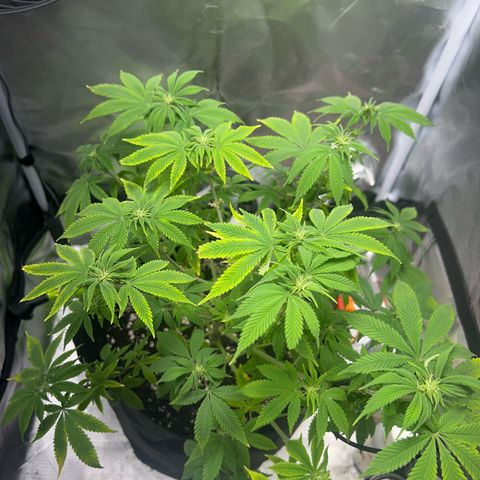 Myrtle growlog timeline photo