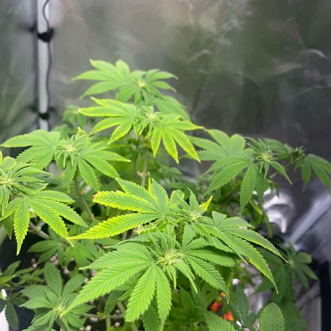 Myrtle growlog timeline photo
