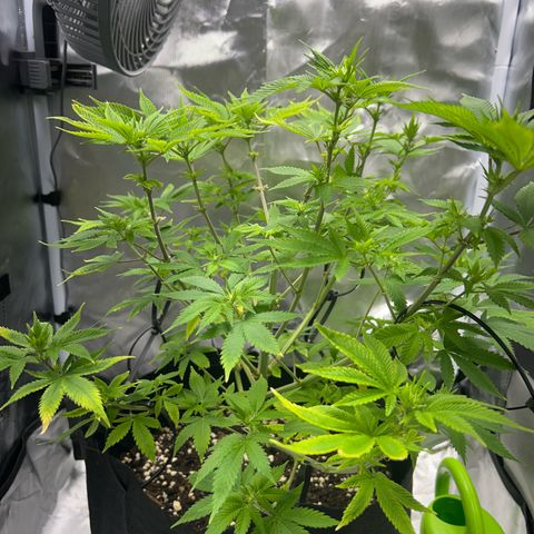 Myrtle growlog timeline photo