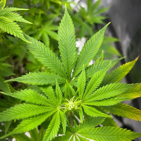 Myrtle growlog timeline photo