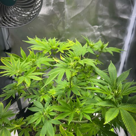 Myrtle growlog timeline photo