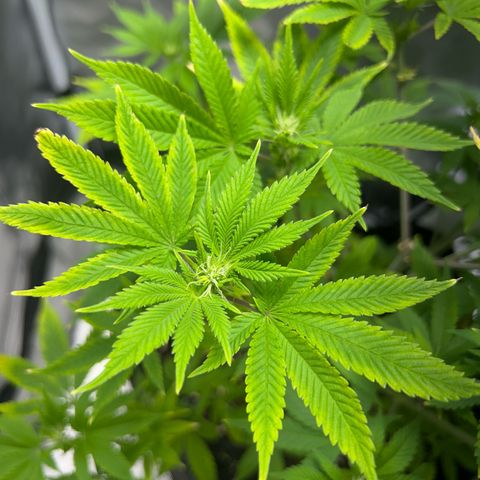Myrtle growlog timeline photo