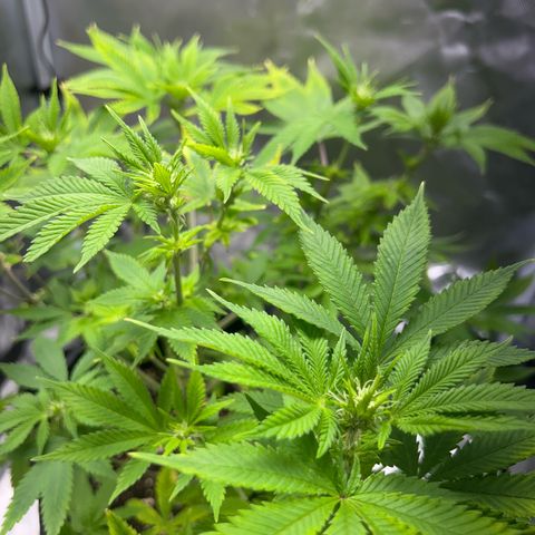 Myrtle growlog timeline photo