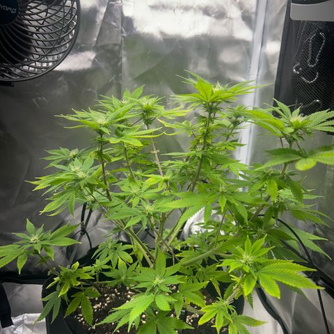 Myrtle growlog timeline photo