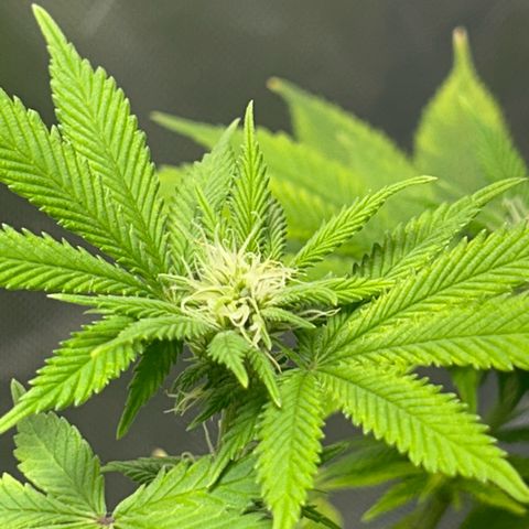 Myrtle growlog timeline photo