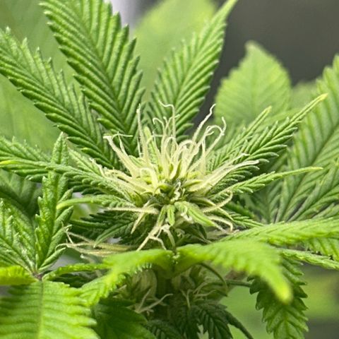 Myrtle growlog timeline photo