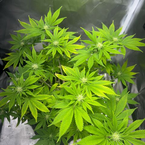 Myrtle growlog timeline photo
