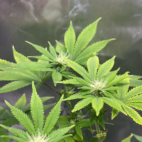 Myrtle growlog timeline photo