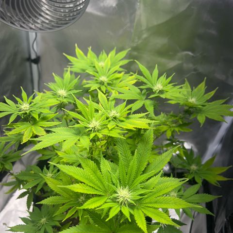 Myrtle growlog timeline photo