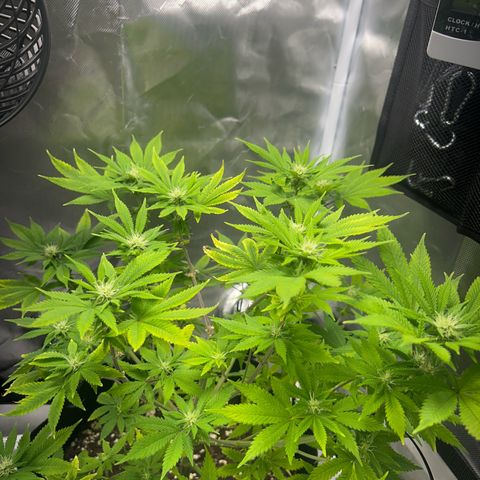 Myrtle growlog timeline photo
