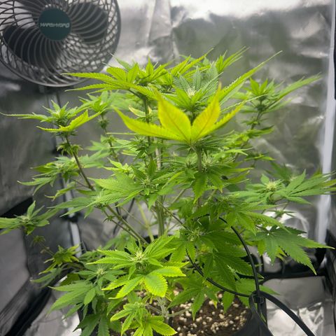 Myrtle growlog timeline photo
