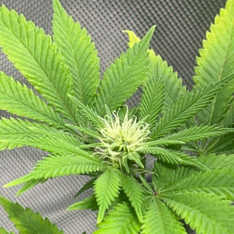 Myrtle growlog timeline photo
