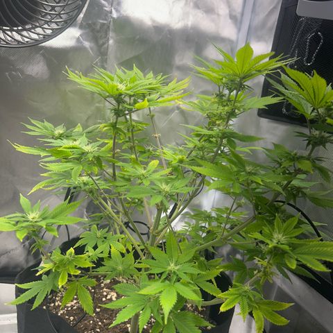 Myrtle growlog timeline photo