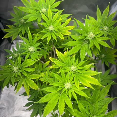 Myrtle growlog timeline photo