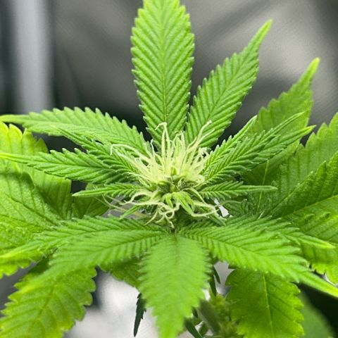Myrtle growlog timeline photo