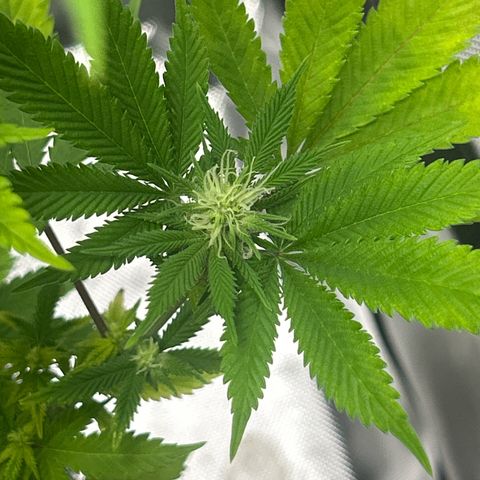 Myrtle growlog timeline photo