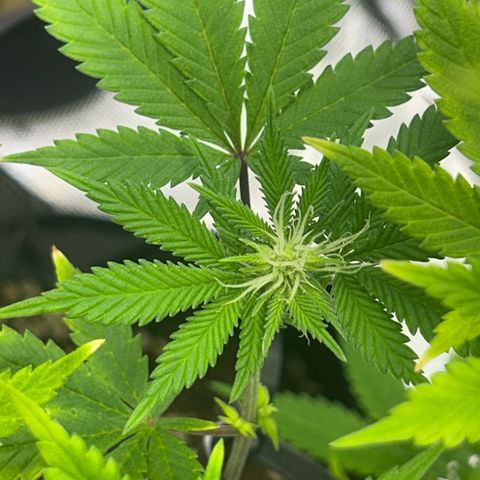 Myrtle growlog timeline photo